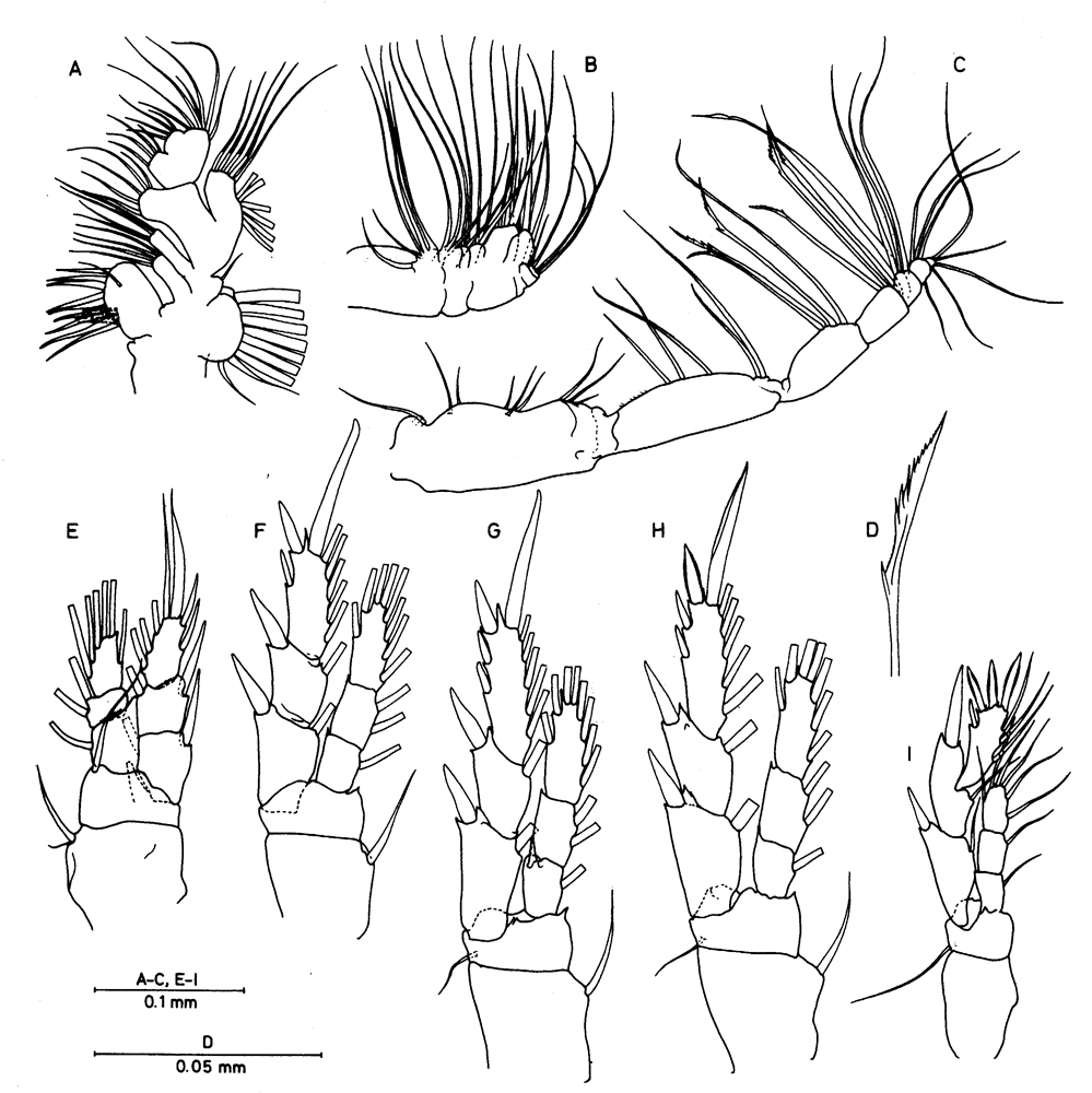 Espce Brattstromia longicaudata - Planche 2 de figures morphologiques