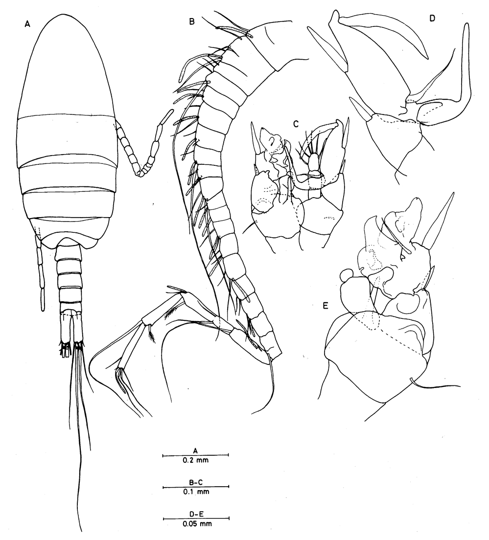 Espce Brattstromia longicaudata - Planche 3 de figures morphologiques