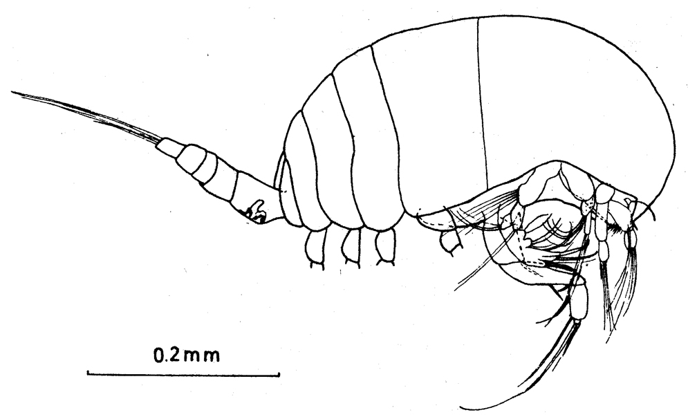 Species Sognocalanus confertus - Plate 1 of morphological figures