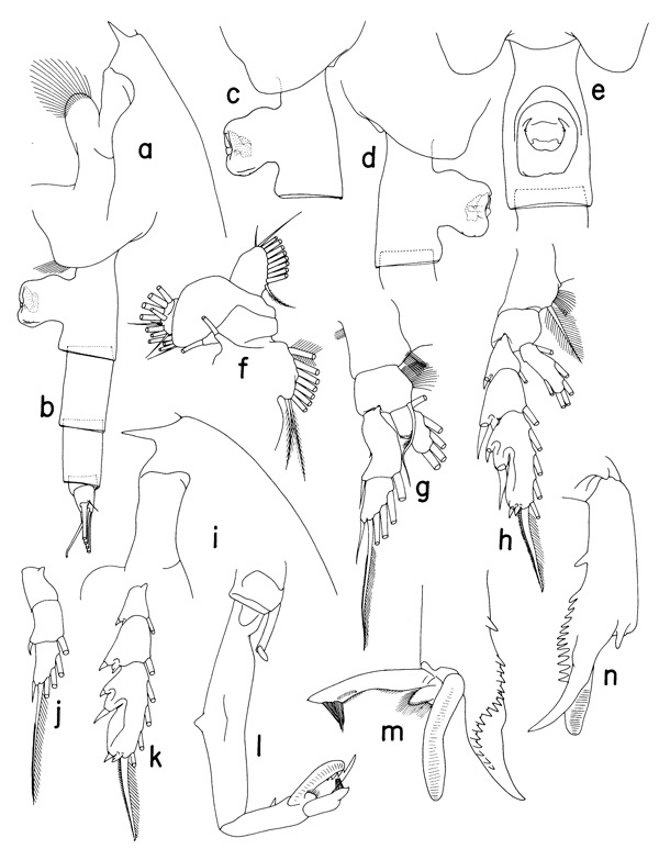 Espèce Paraeuchaeta gracilis - Planche 1 de figures morphologiques