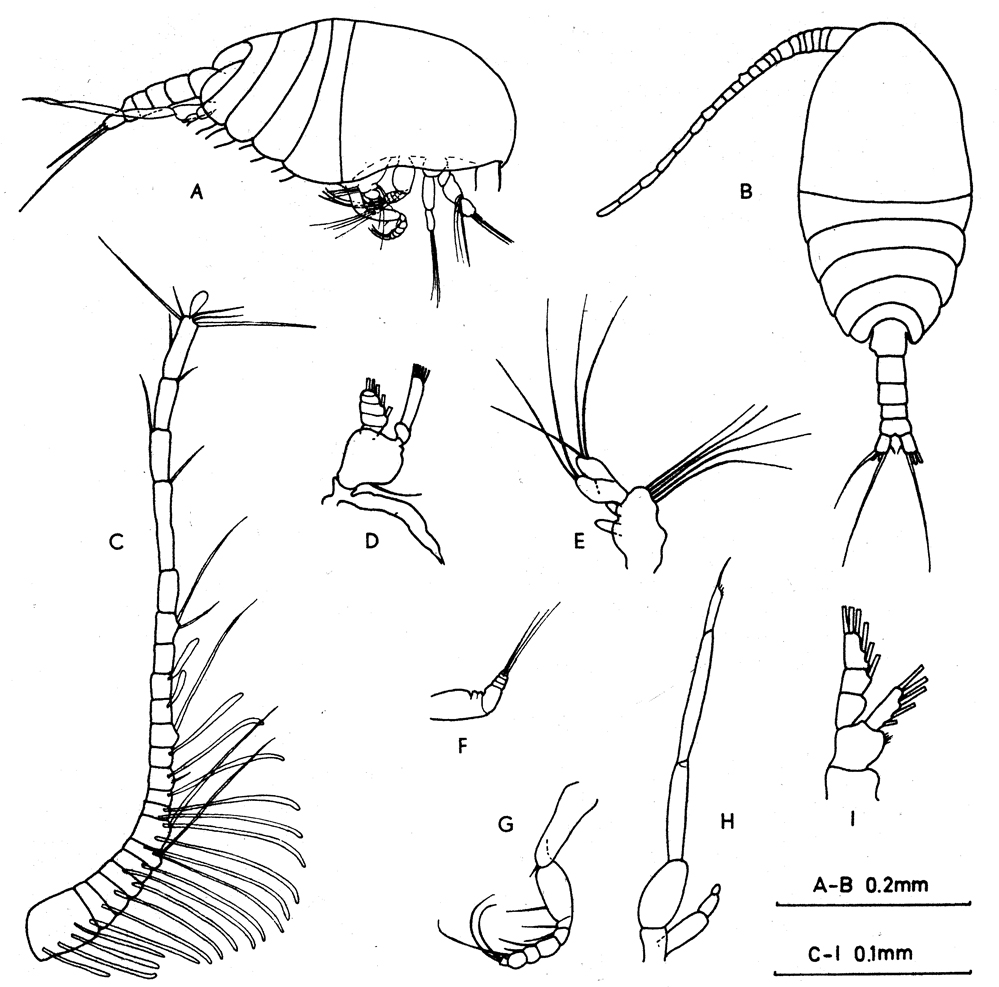 Species Sognocalanus confertus - Plate 3 of morphological figures
