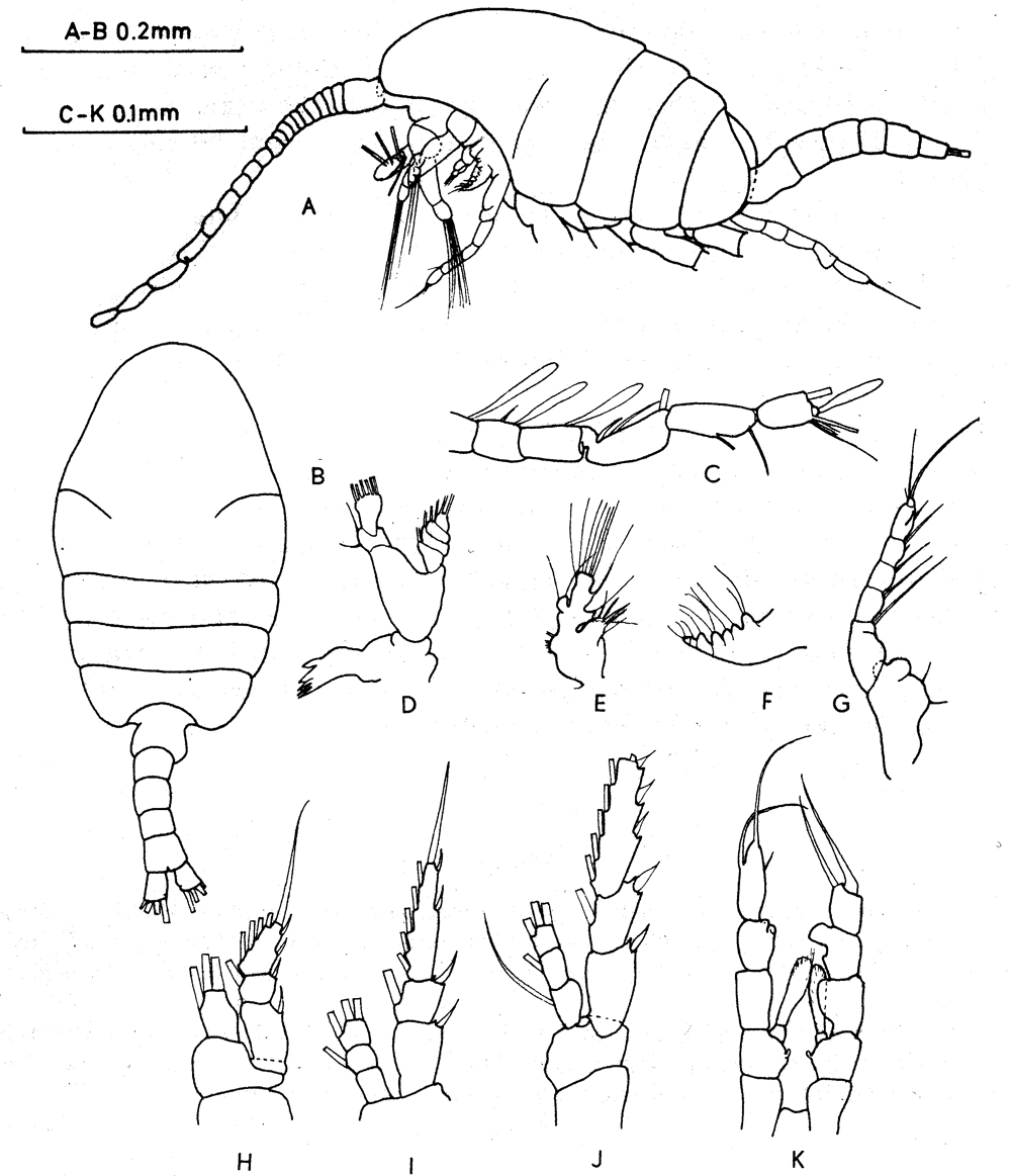 Species Pertsovius fjordicus - Plate 4 of morphological figures