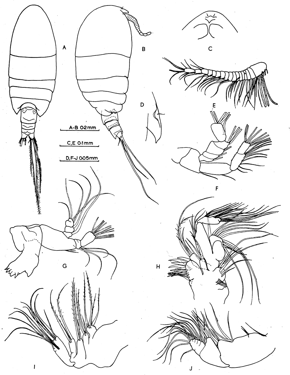 Espèce Pseudocyclops bahamensis - Planche 1 de figures morphologiques