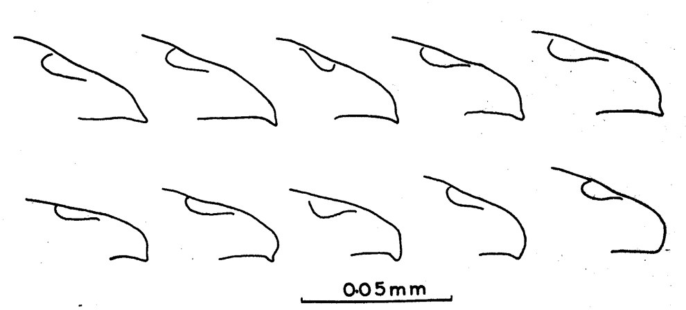Espèce Pseudocyclops bahamensis - Planche 2 de figures morphologiques