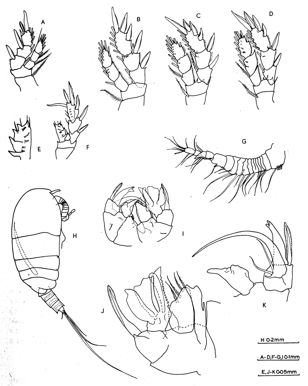 Espèce Pseudocyclops bahamensis - Planche 3 de figures morphologiques