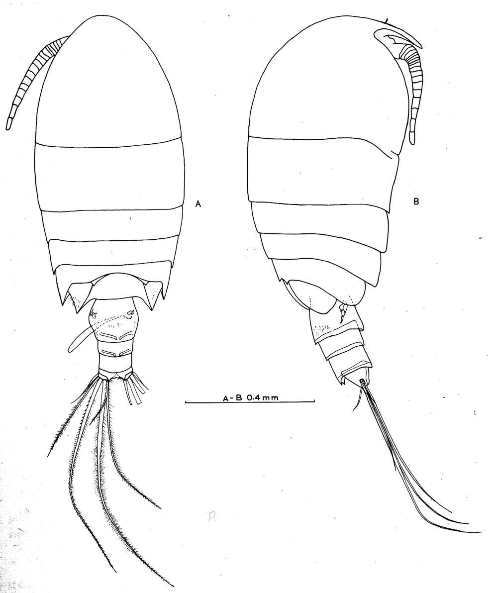 Espce Pseudocyclops mathewsoni - Planche 1 de figures morphologiques