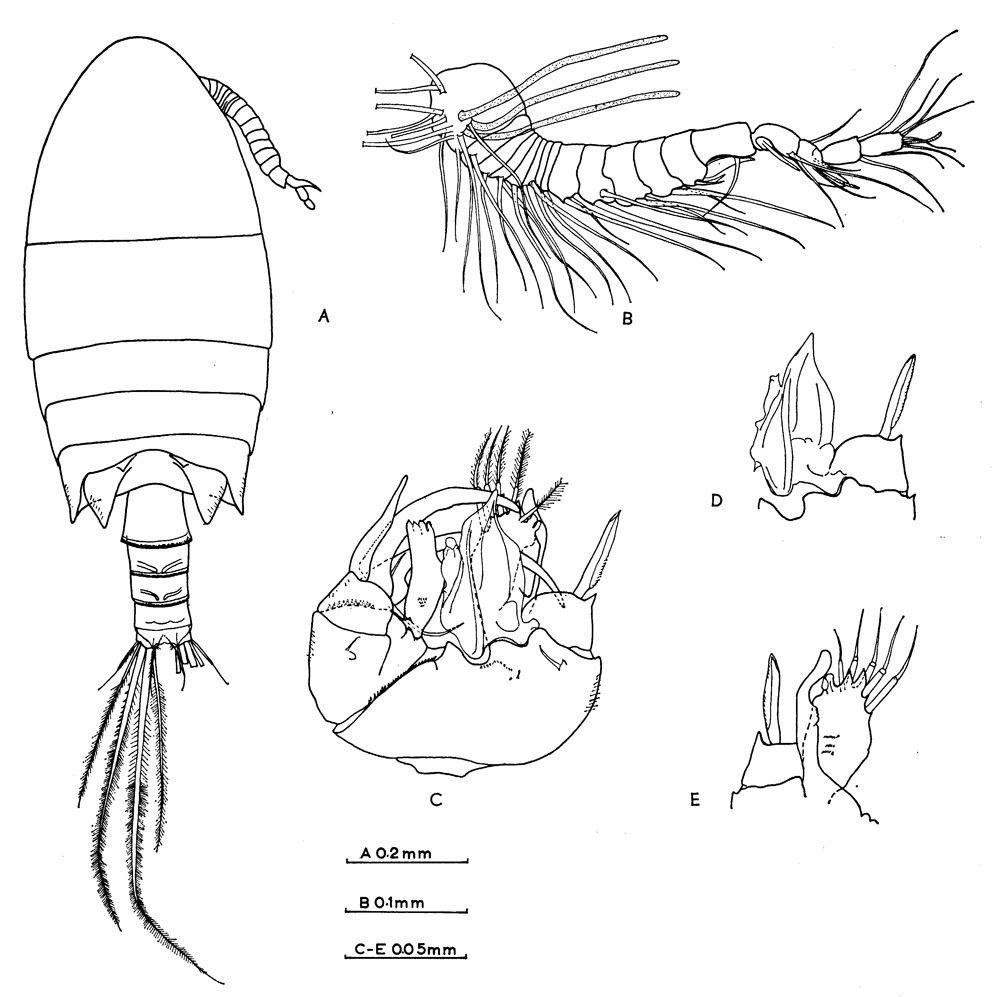 Species Pseudocyclops mathewsoni - Plate 3 of morphological figures