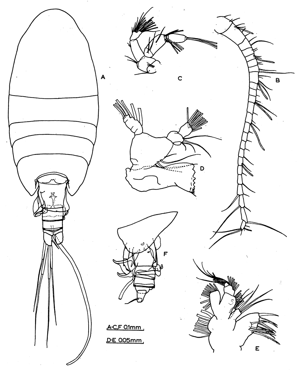 Espèce Stephos lucayensis - Planche 1 de figures morphologiques
