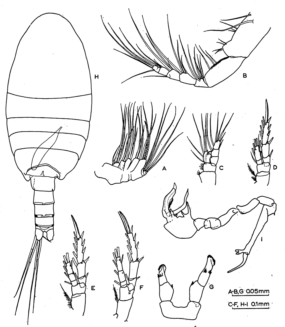 Species Stephos lucayensis - Plate 2 of morphological figures