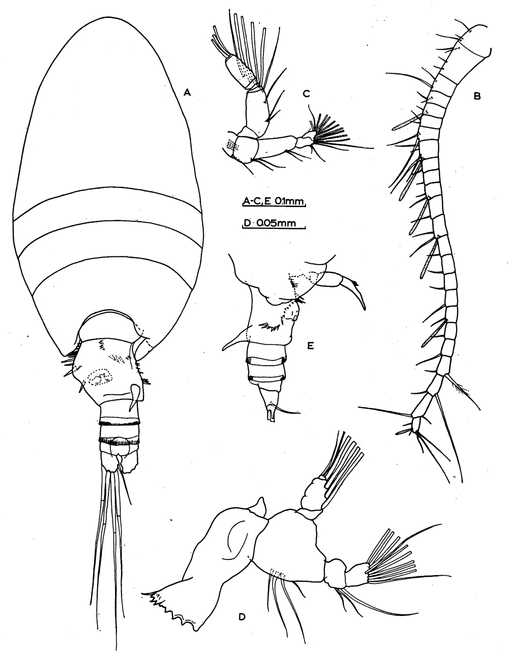 Species Stephos exumensis - Plate 1 of morphological figures