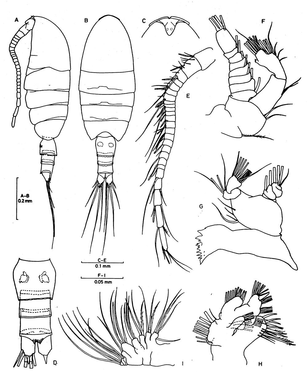 Espce Boholina crassicephala - Planche 1 de figures morphologiques