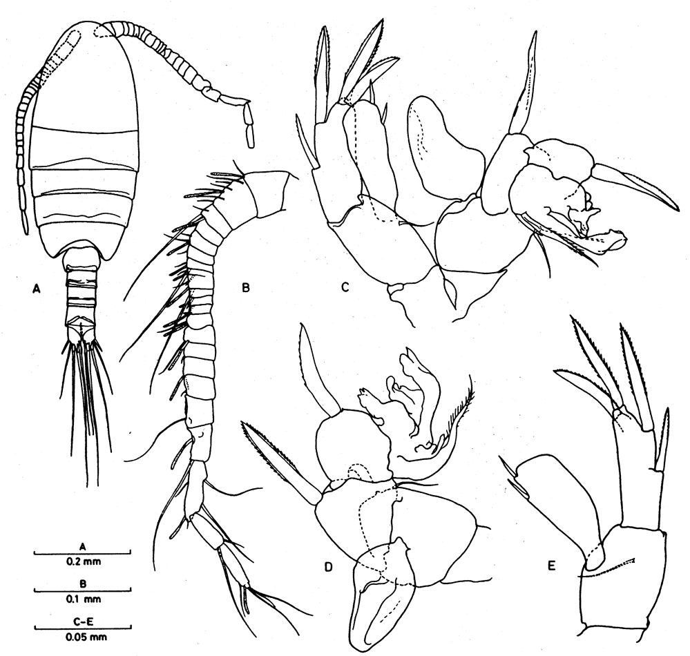Species Boholina crassicephala - Plate 3 of morphological figures