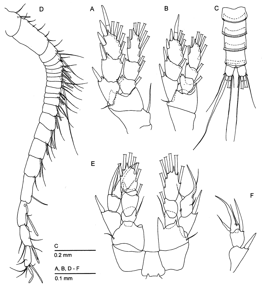 Espèce Cryptonectes brachyceratus - Planche 3 de figures morphologiques
