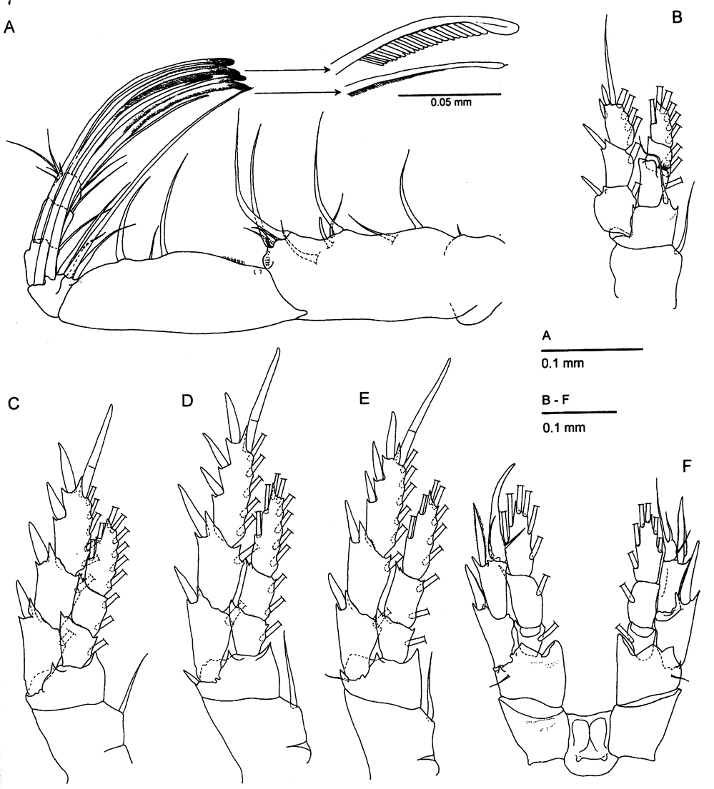 Espèce Minnonectes melodactylus - Planche 2 de figures morphologiques