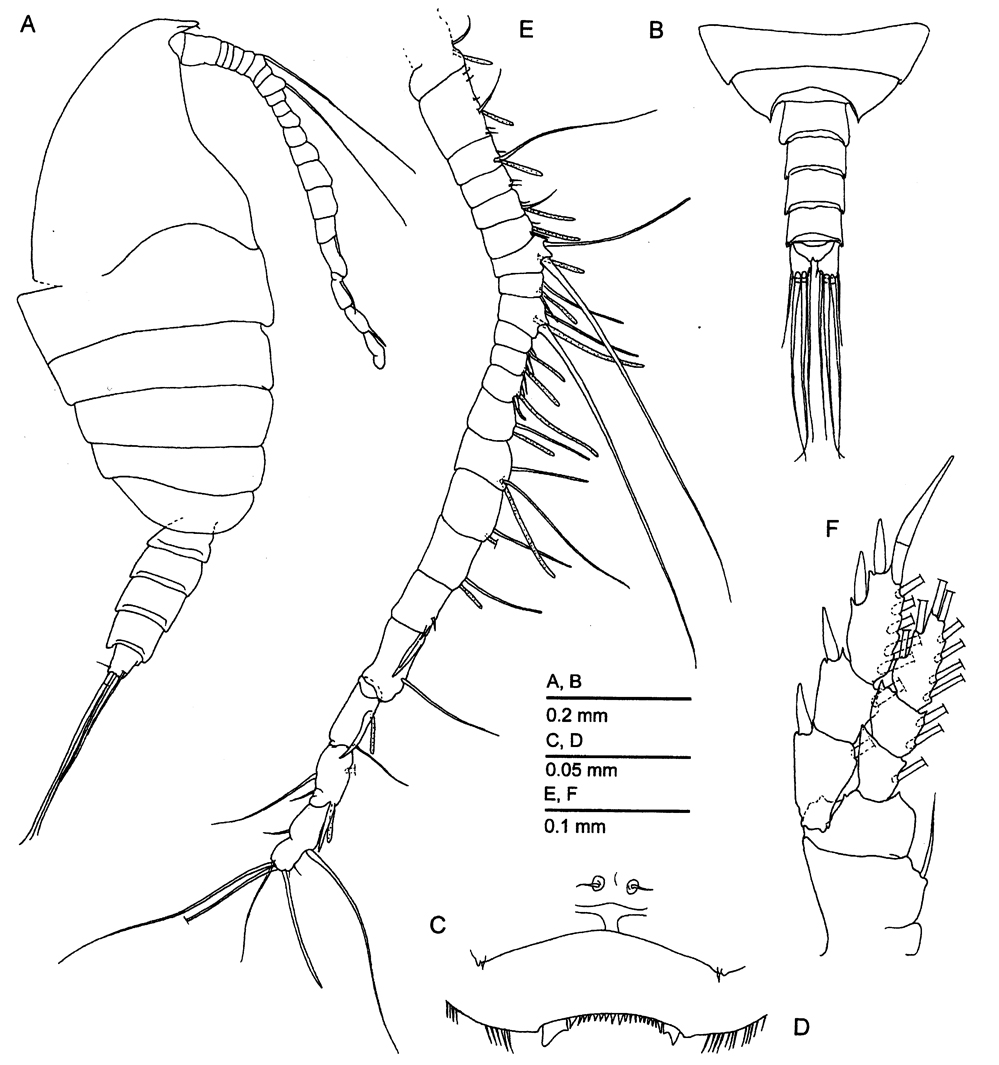 Species Oinella longiseta - Plate 1 of morphological figures