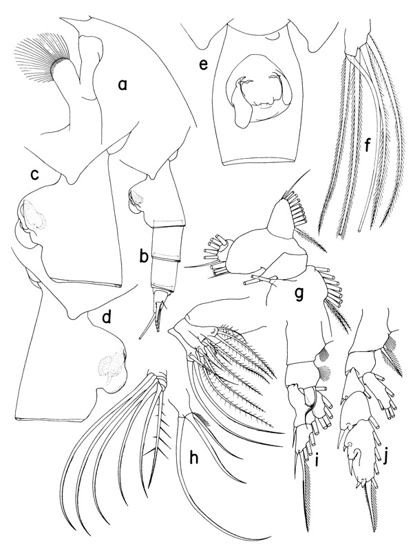 Espce Paraeuchaeta elongata - Planche 1 de figures morphologiques