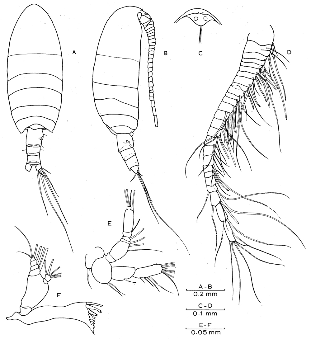 Species Exumella polyarthra - Plate 2 of morphological figures