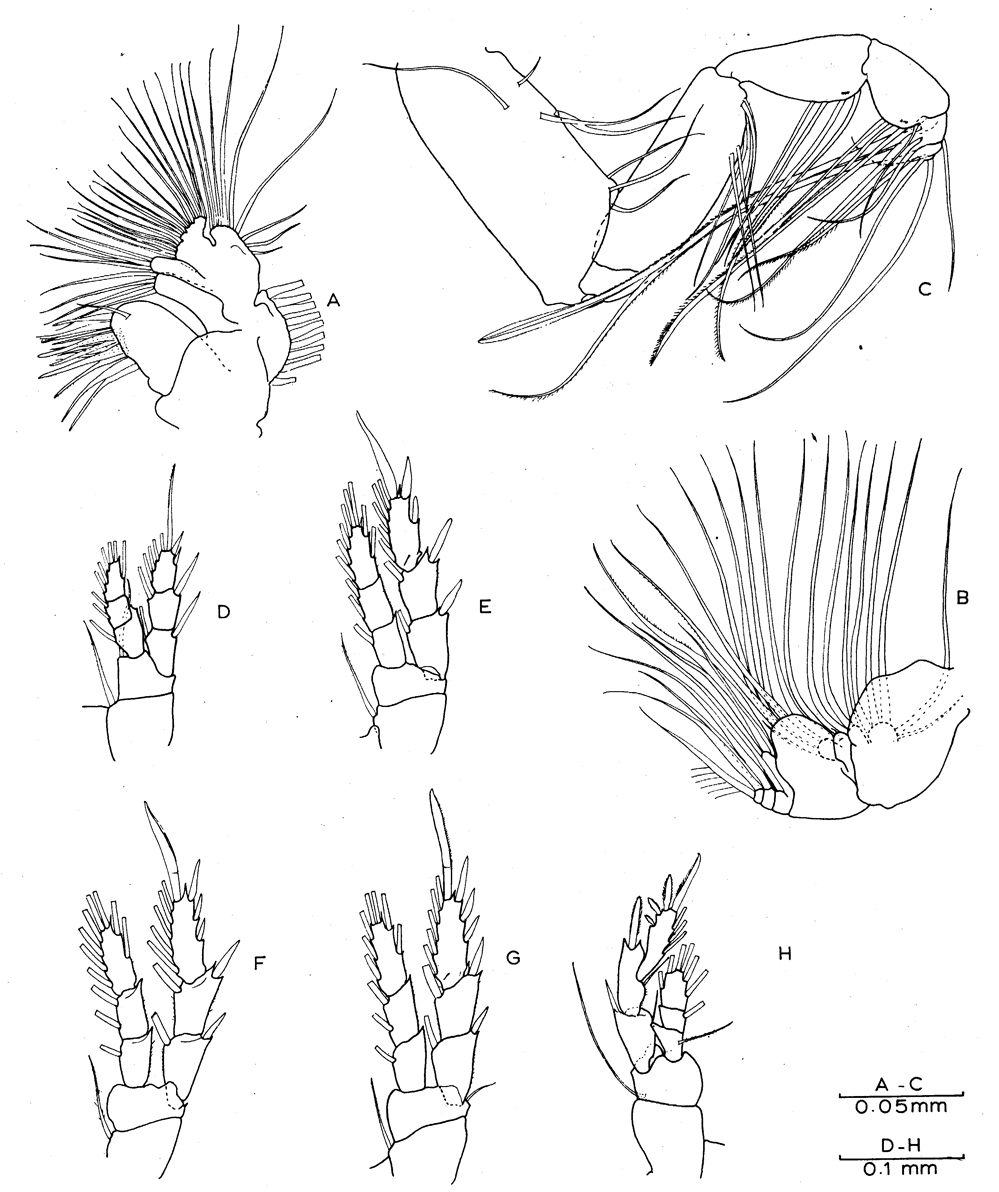 Espce Exumella polyarthra - Planche 3 de figures morphologiques