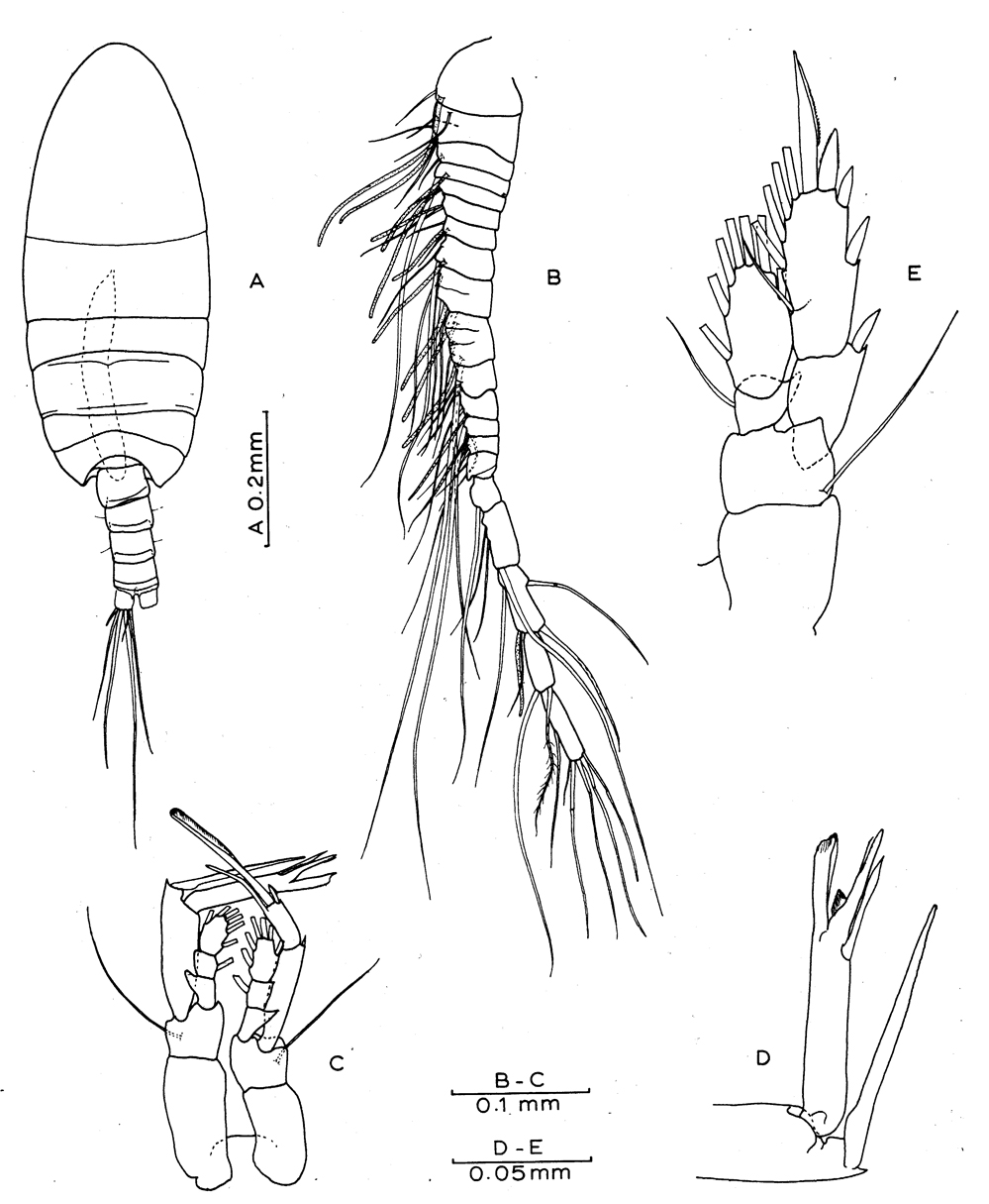 Espce Exumella polyarthra - Planche 4 de figures morphologiques
