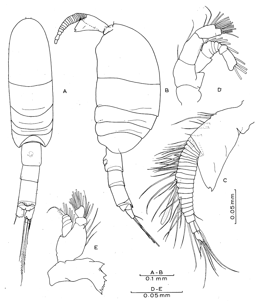 Espce Placocalanus insularis - Planche 1 de figures morphologiques