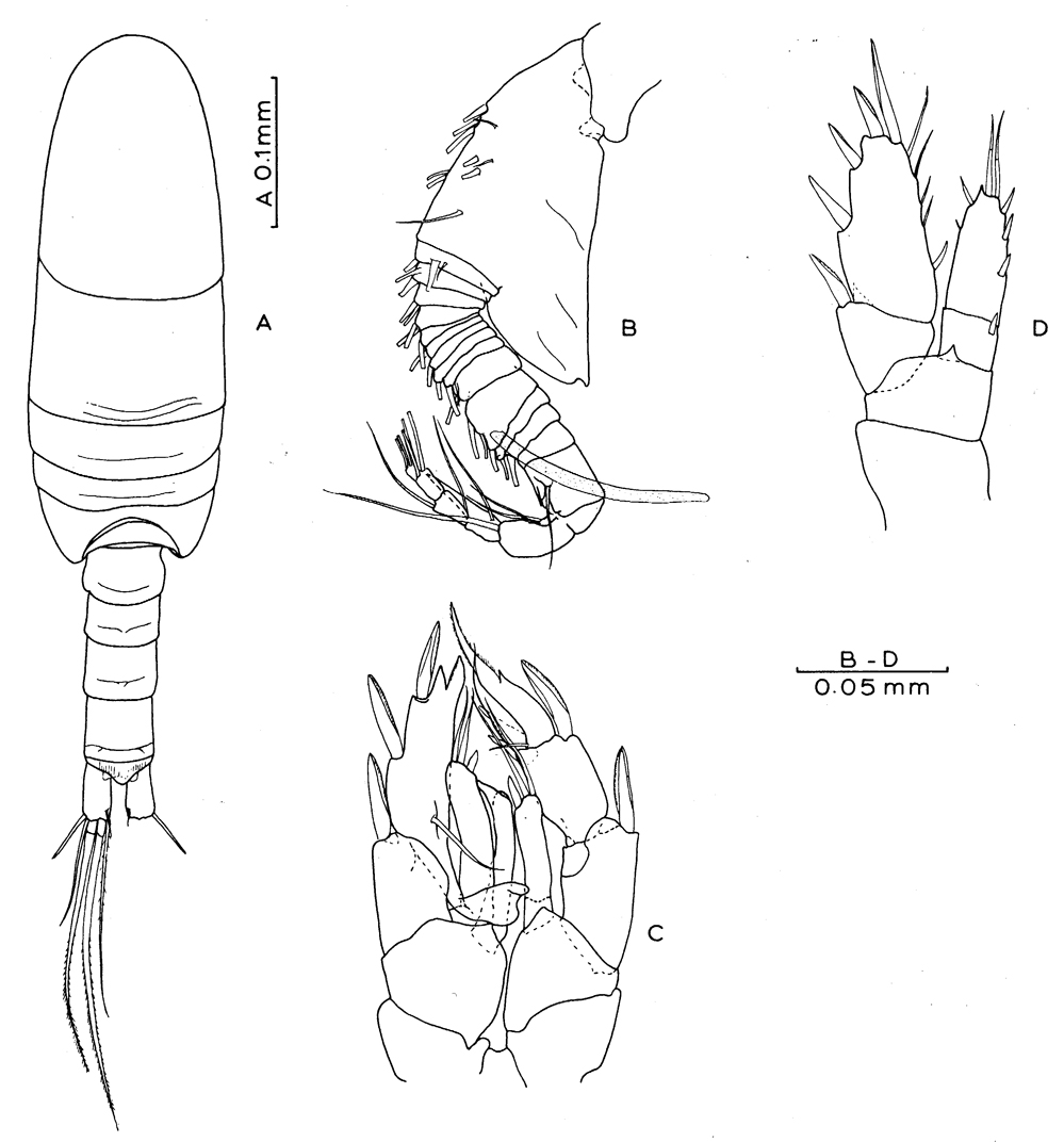 Espce Placocalanus insularis - Planche 3 de figures morphologiques