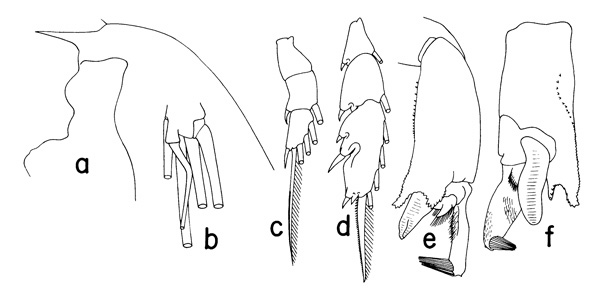 Espce Paraeuchaeta elongata - Planche 2 de figures morphologiques