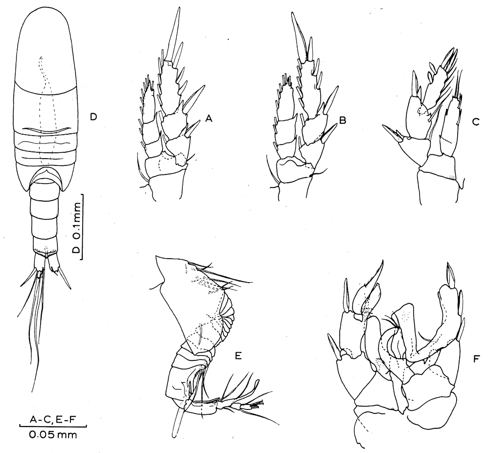 Espèce Placocalanus nannus - Planche 2 de figures morphologiques