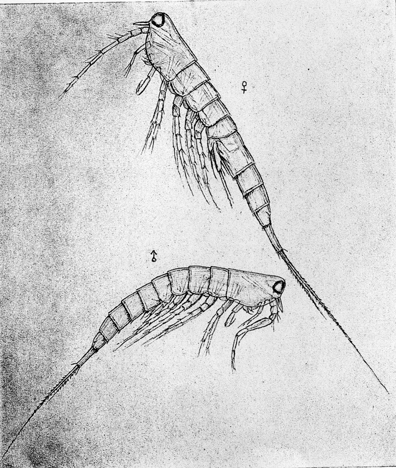 Espèce Oculosetella gracilis - Planche 3 de figures morphologiques