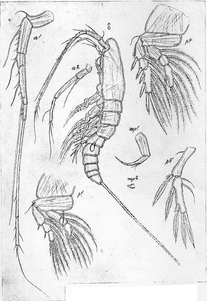 Species Aegisthus mucronatus - Plate 4 of morphological figures