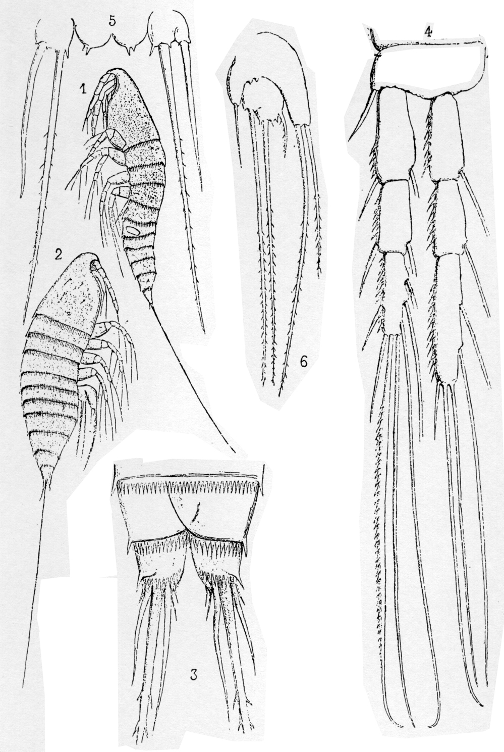 Species Microsetella norvegica - Plate 5 of morphological figures