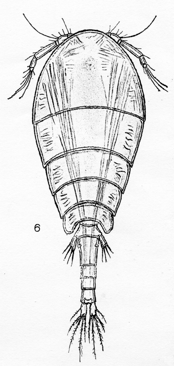Espce Pseudolubbockia dilatata - Planche 1 de figures morphologiques