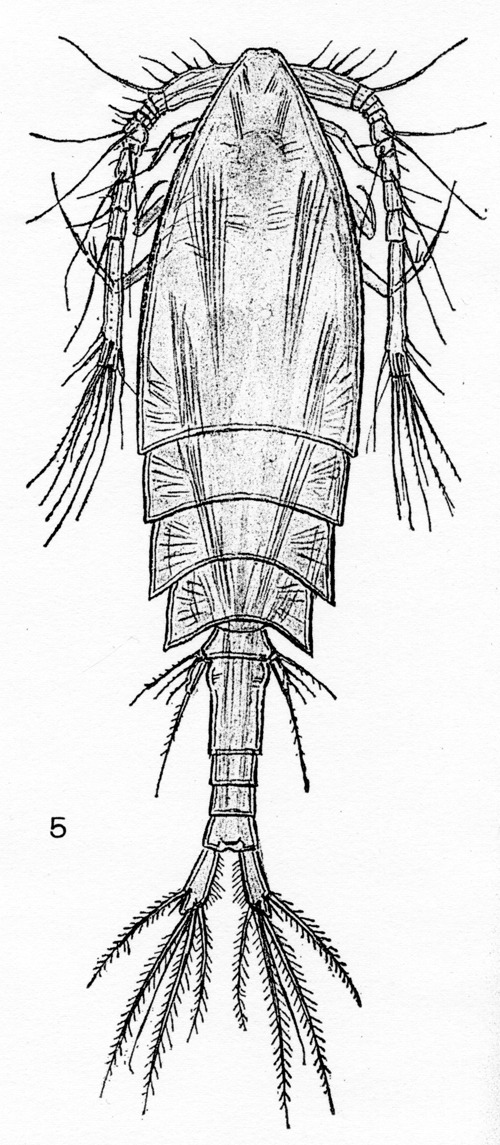 Espèce Hyalopontius typicus - Planche 5 de figures morphologiques