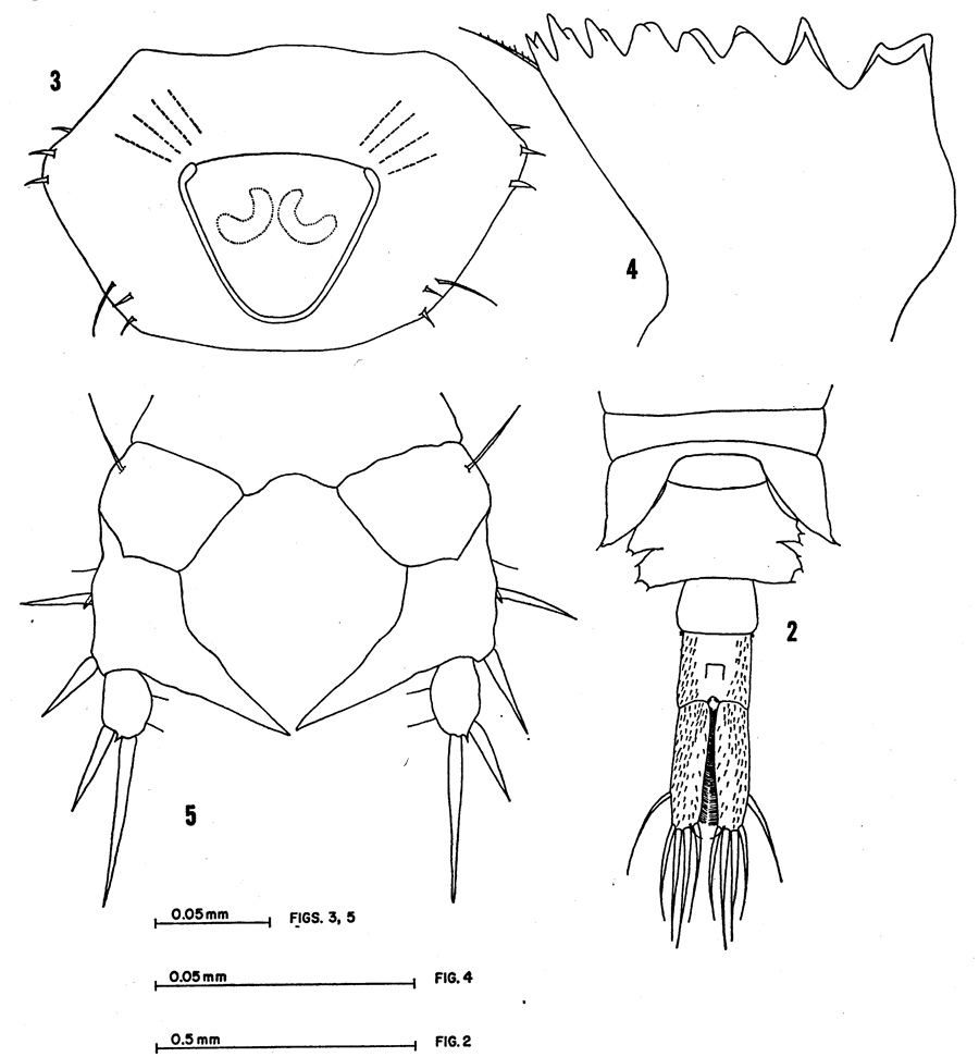 Species Eurytemora raboti - Plate 1 of morphological figures