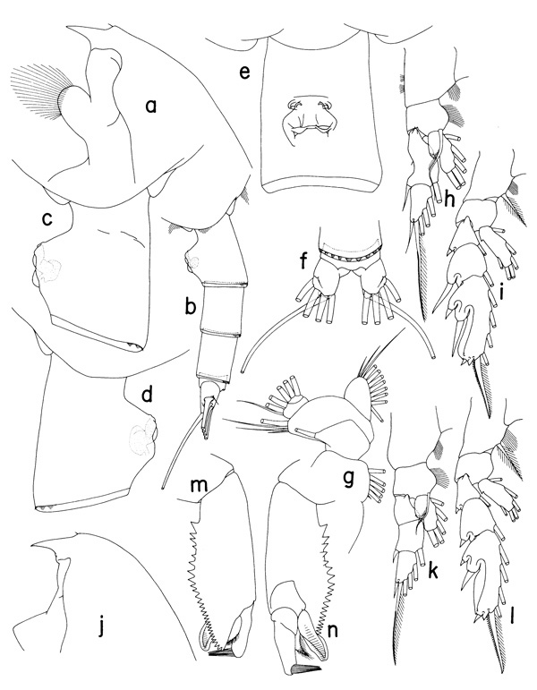 Species Paraeuchaeta russelli - Plate 1 of morphological figures