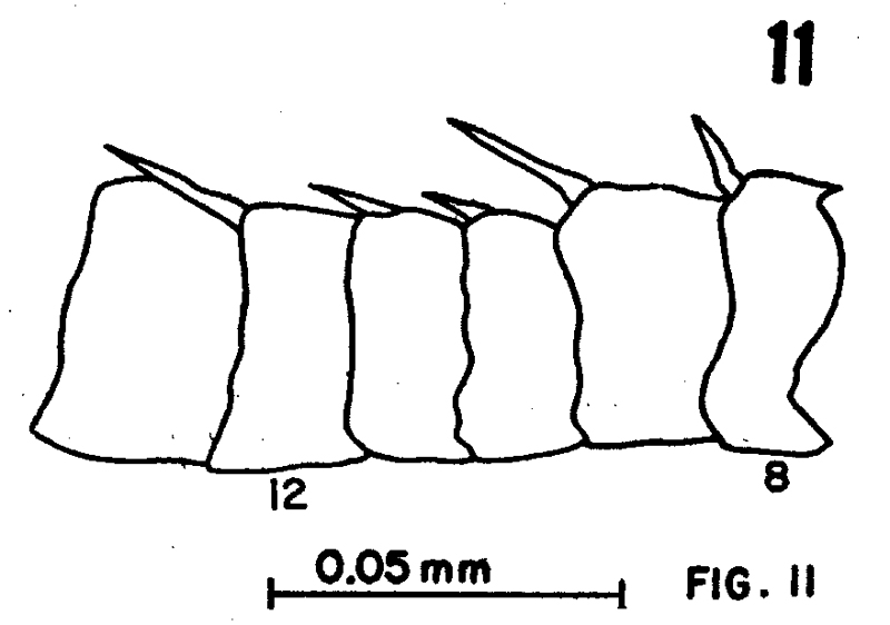 Espce Eurytemora foveola - Planche 1 de figures morphologiques