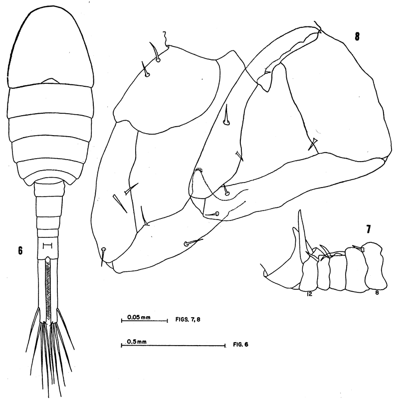 Species Eurytemora raboti - Plate 2 of morphological figures