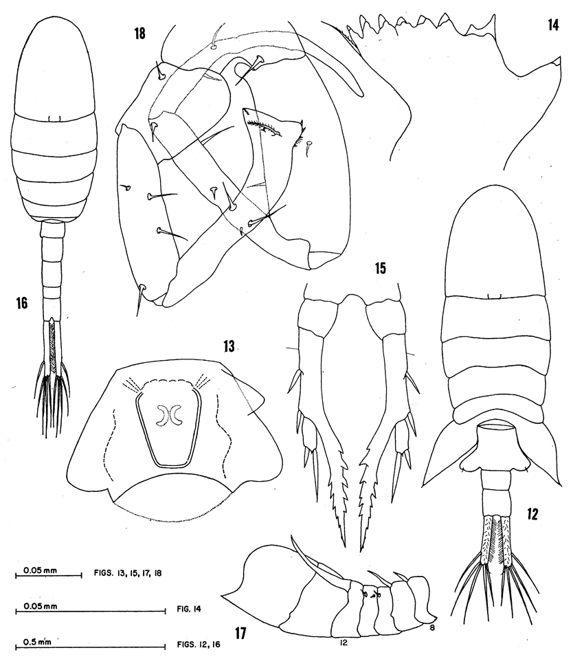 Espèce Eurytemora herdmani - Planche 1 de figures morphologiques