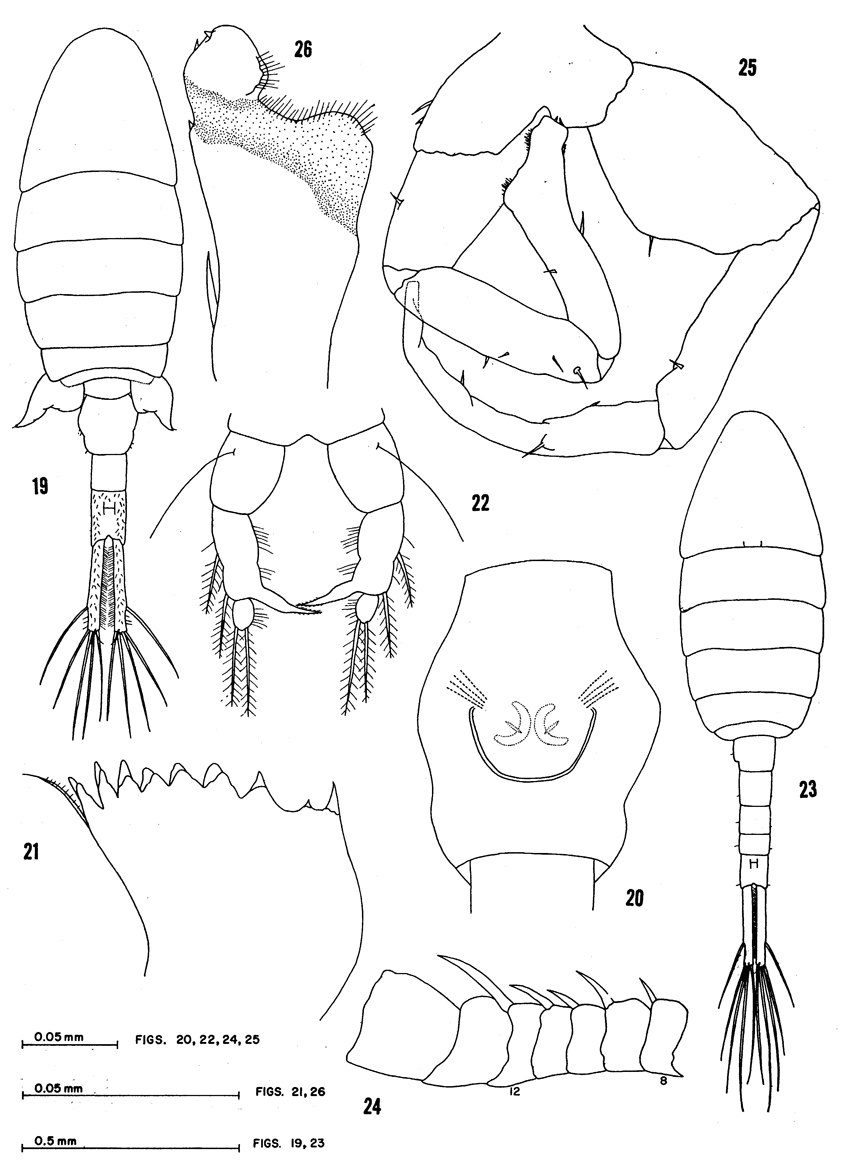 Species Eurytemora americana - Plate 3 of morphological figures