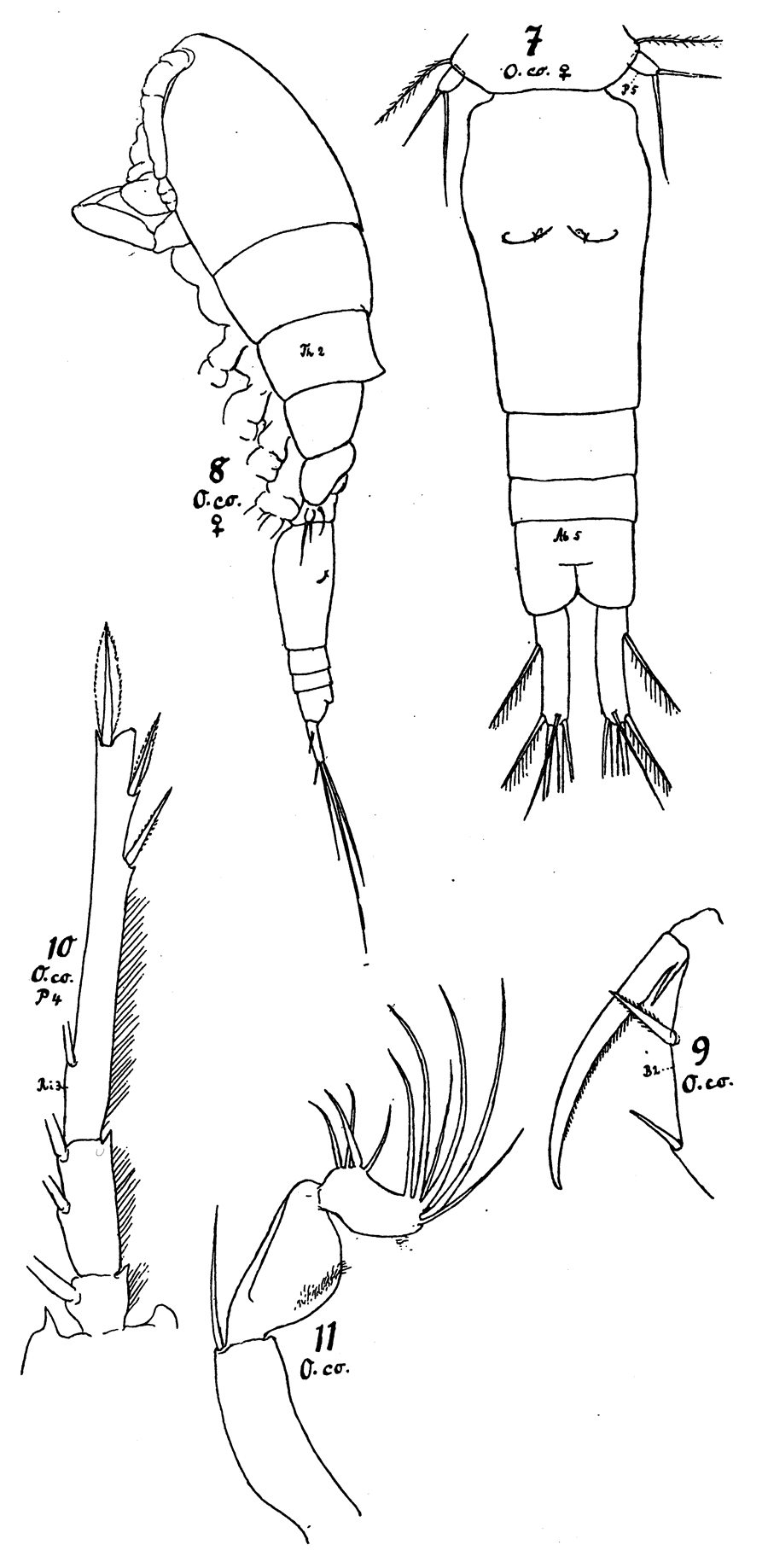 Species Triconia antarctica - Plate 5 of morphological figures