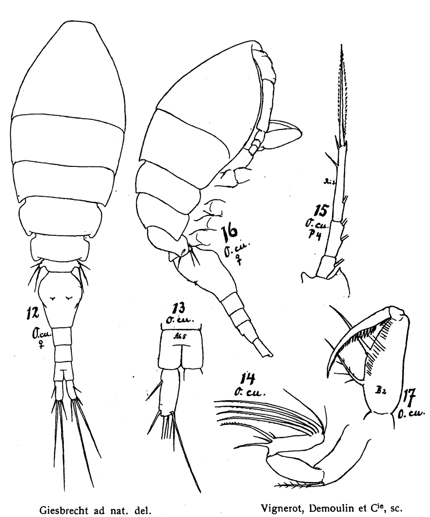 Espèce Oncaea curvata - Planche 4 de figures morphologiques