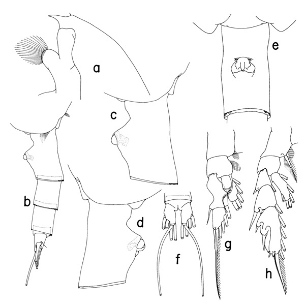 Espce Paraeuchaeta simplex - Planche 1 de figures morphologiques
