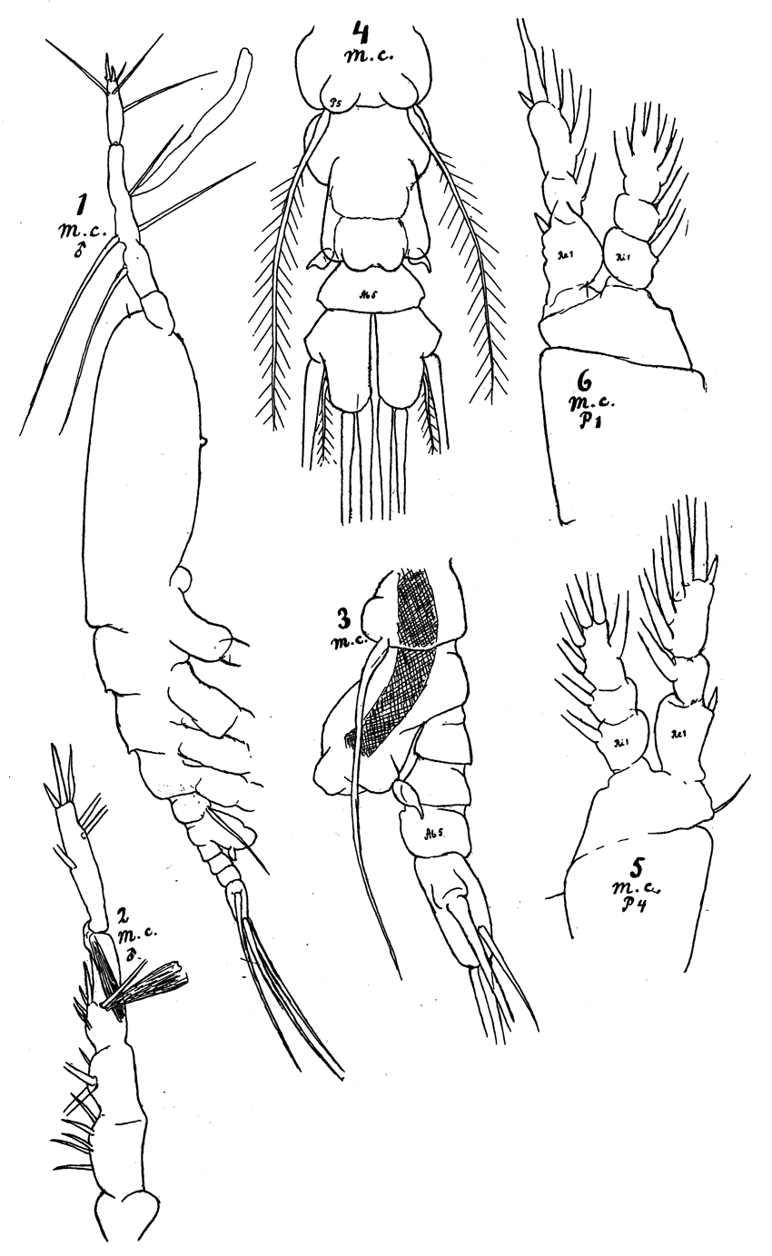 Species Monstrilla conjunctiva - Plate 2 of morphological figures
