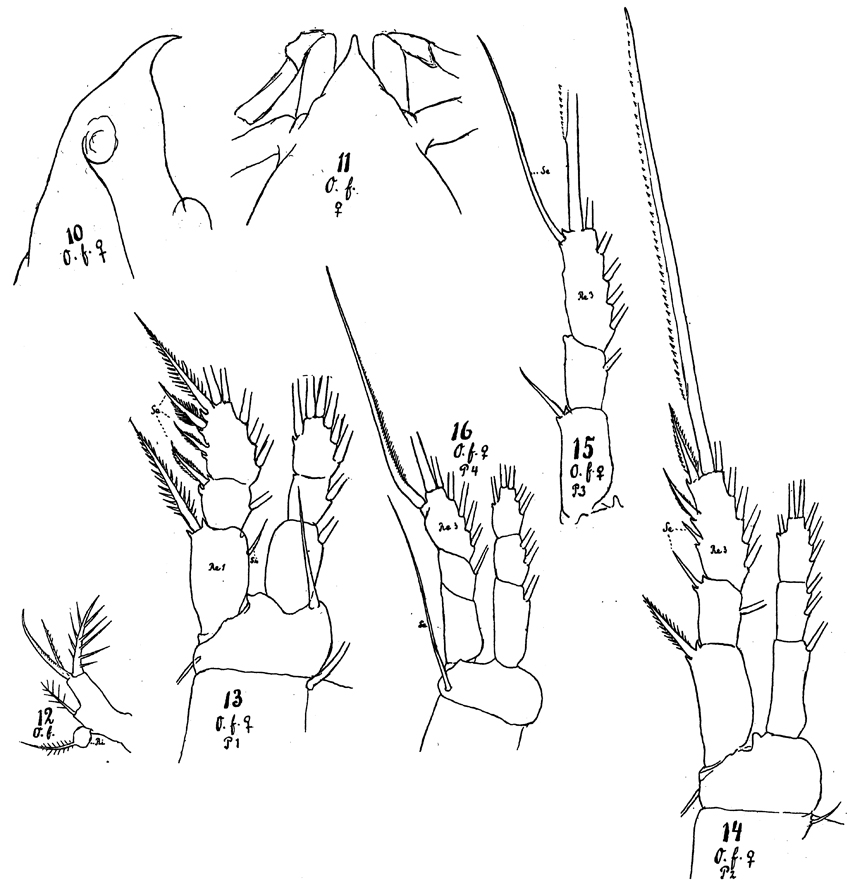 Species Oithona frigida - Plate 5 of morphological figures