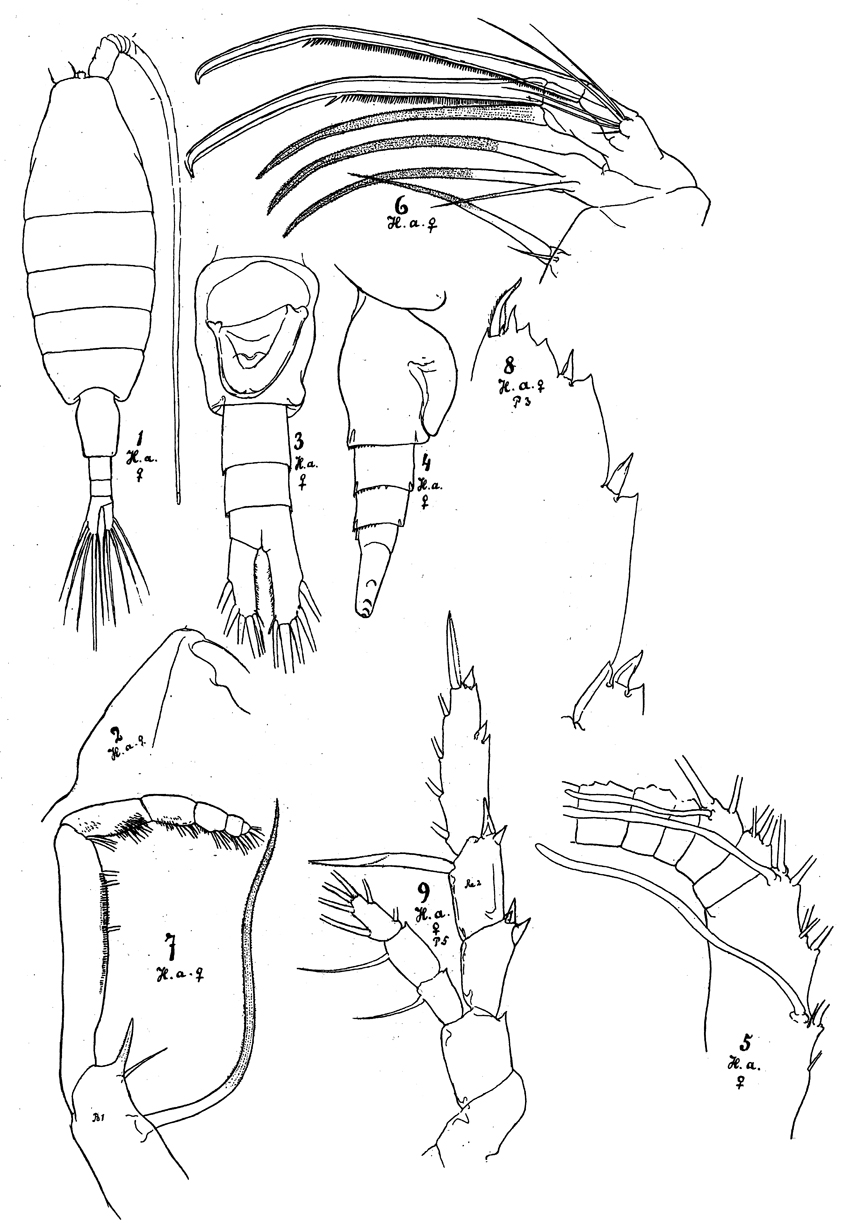 Espèce Heterorhabdus austrinus - Planche 11 de figures morphologiques