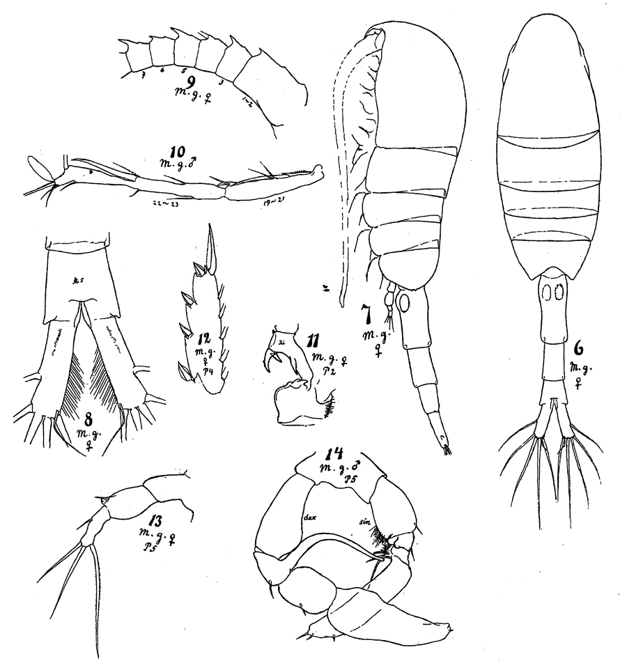 Species Metridia gerlachei - Plate 7 of morphological figures