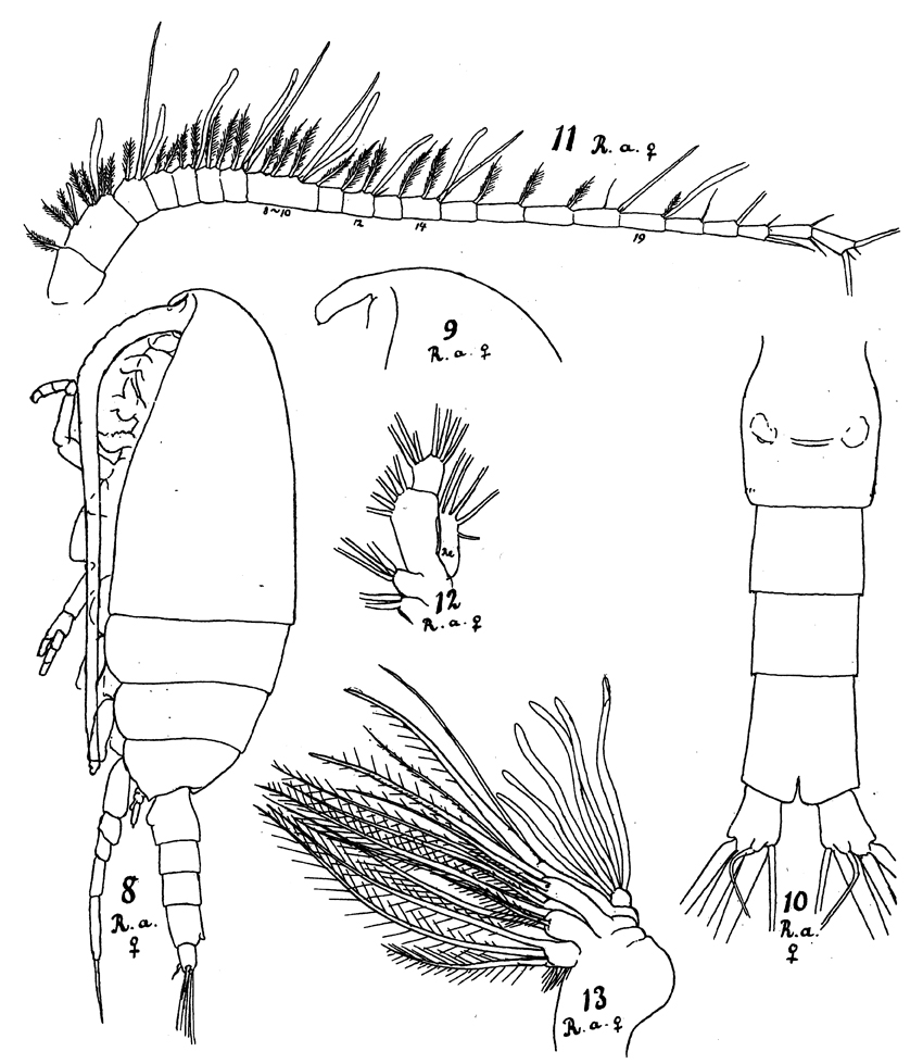Species Racovitzanus antarcticus - Plate 11 of morphological figures