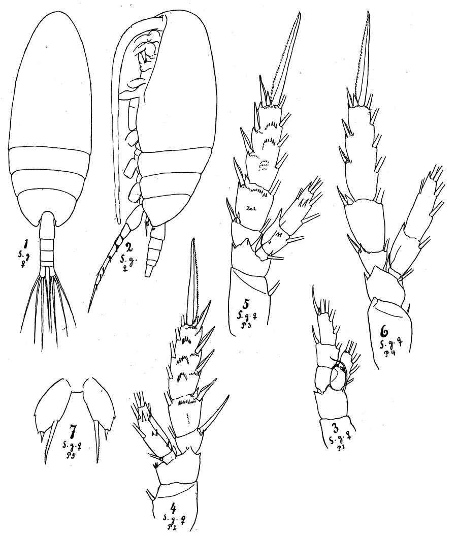 Espèce Scolecithricella minor - Planche 14 de figures morphologiques