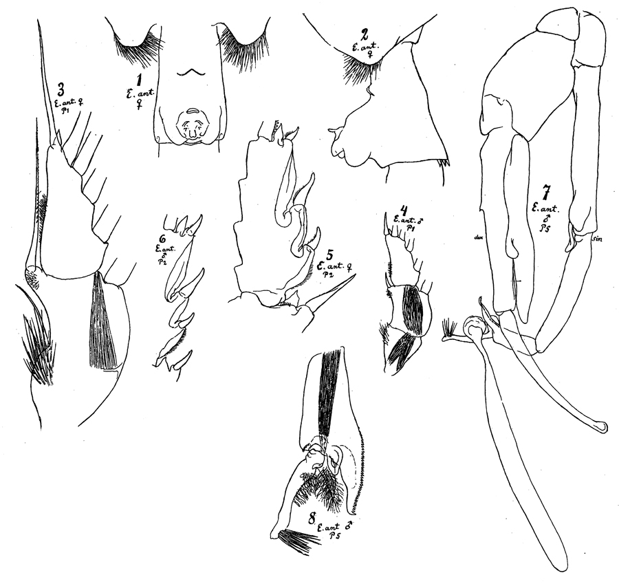 Species Paraeuchaeta antarctica - Plate 15 of morphological figures