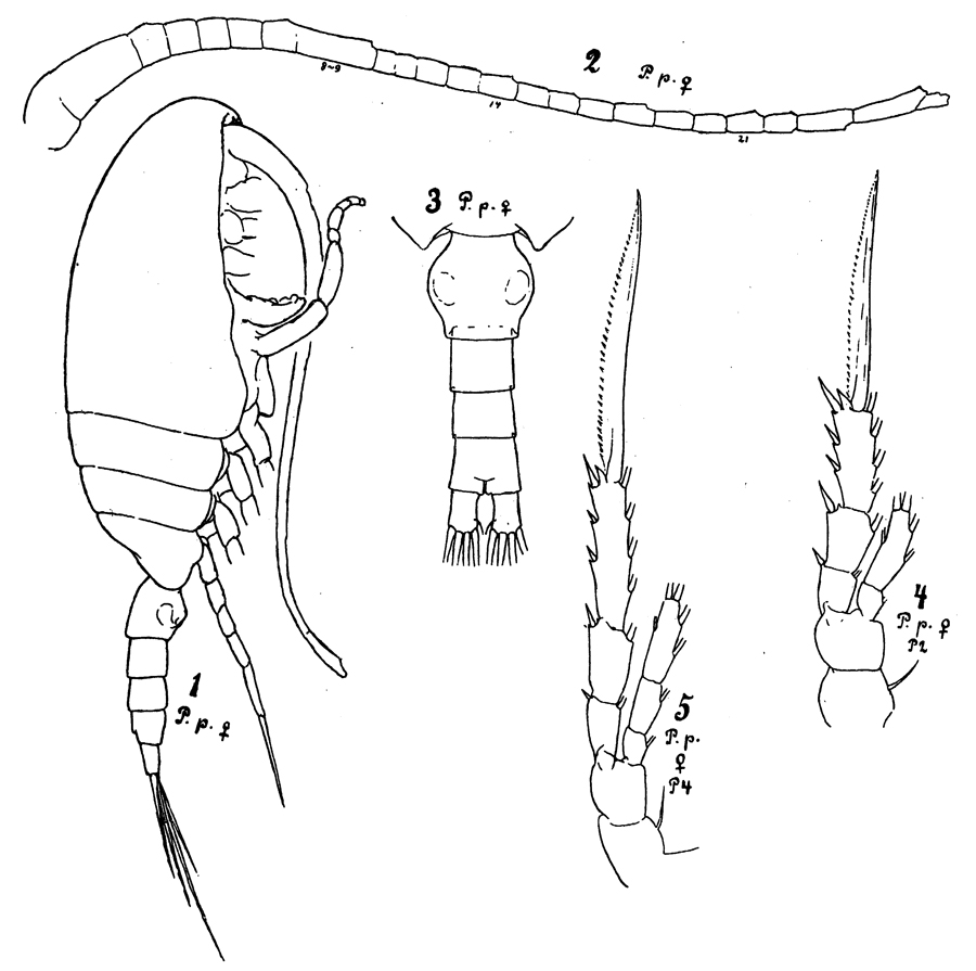 Species Microcalanus pygmaeus - Plate 6 of morphological figures