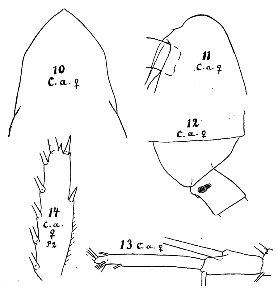 Espce Calanoides acutus - Planche 12 de figures morphologiques
